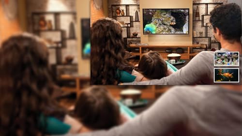 free clown fish aquarium HD - decore seu quarto com um lindo aquário em sua TV HDR 4K, TV 8K e dispo