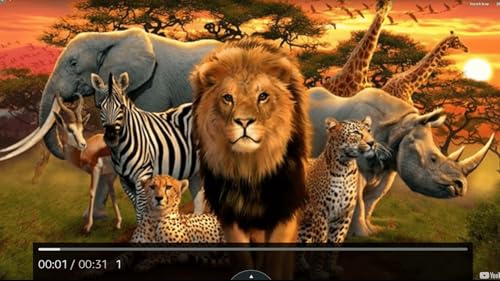 African Animals 4K Screensaver Wildlife and Animals with Relaxing Sounds 4K Screensaver for Amazon F