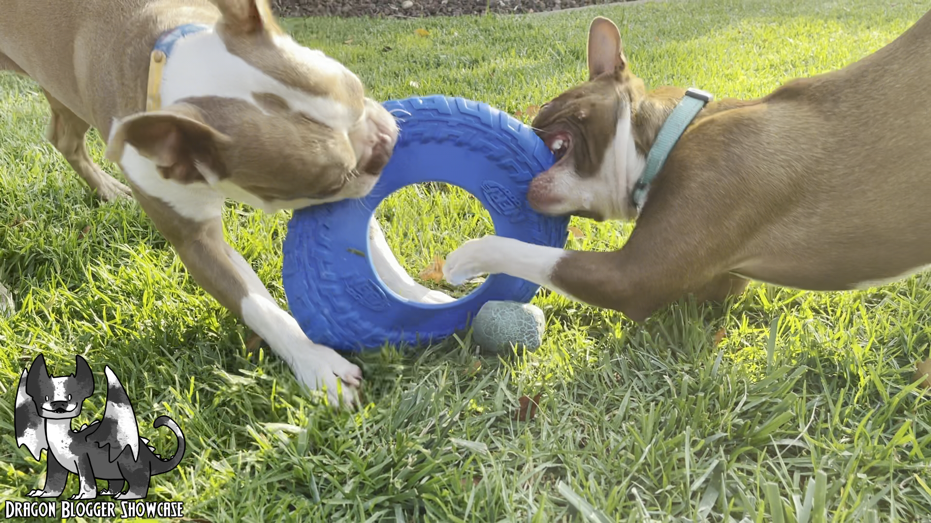 love dog frisbee