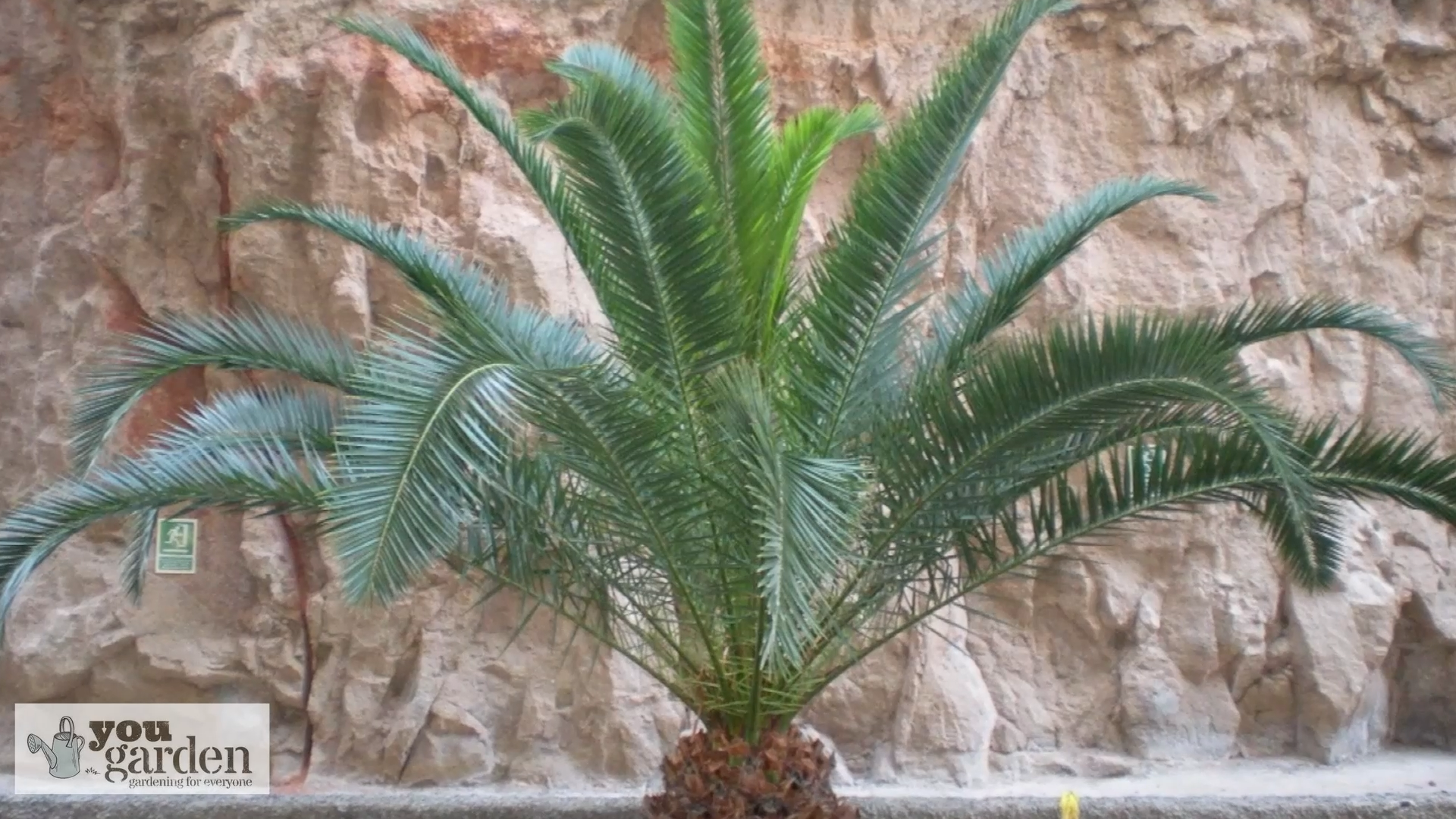 Hardy Phoenix Palm Tree : Amazon.co.uk: Garden