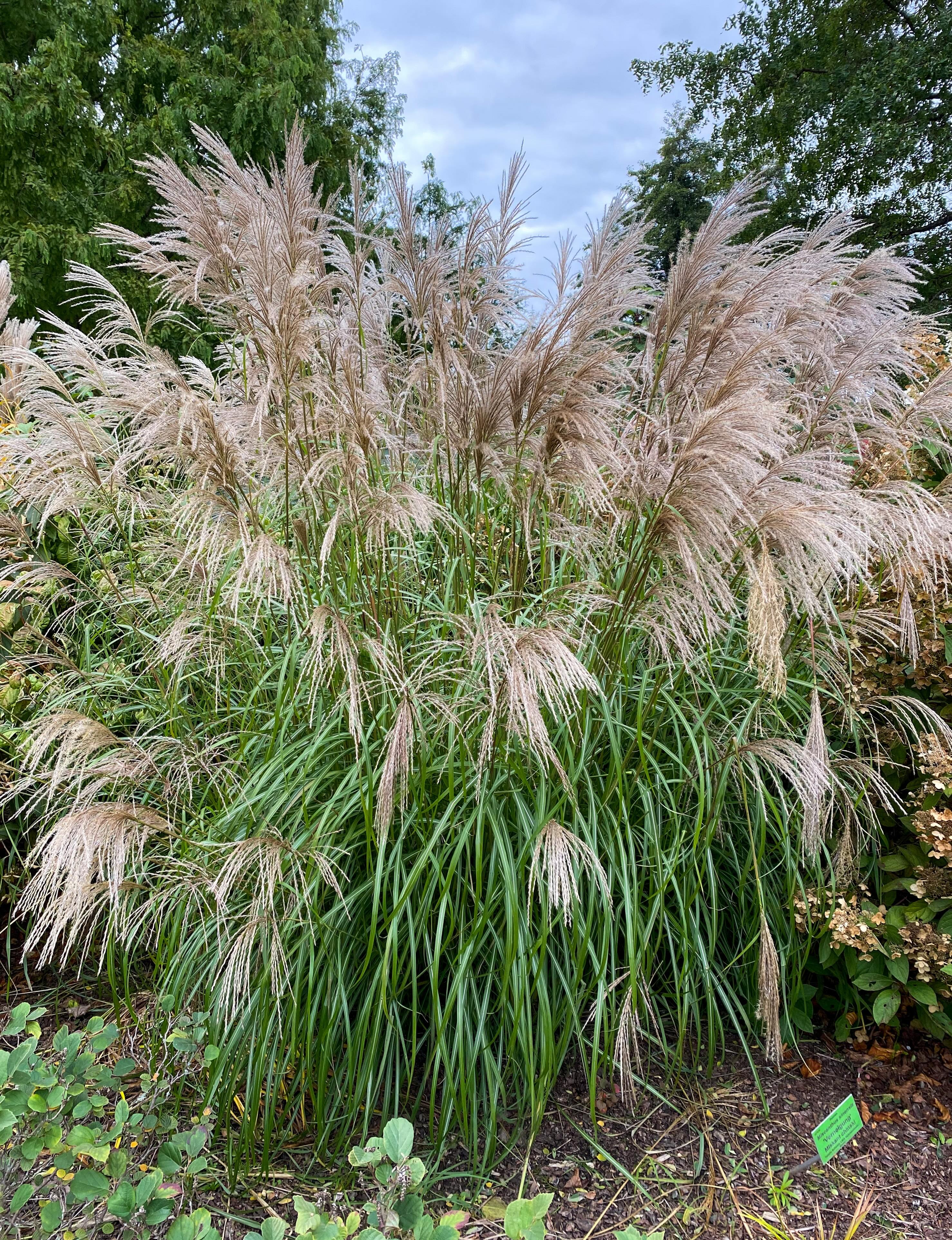 Miscanthus Sinensis 'Navajo' Chinaschilf – Winterhartes Ziergras, Bis 150 Cm, Herbstfärbung, Im 1L Topf