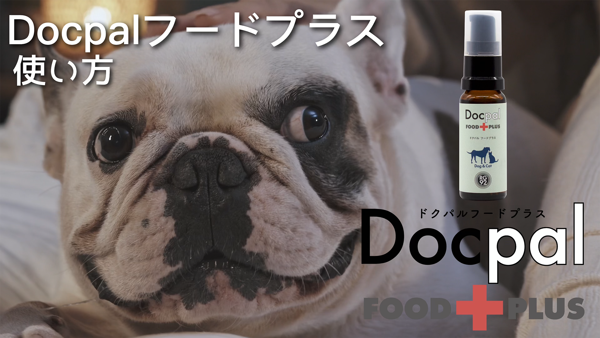 腸活 サラビオ 犬 Amazon 犬 猫 腸活 サプリメント Docpal フードプラス 20mL 東京大学と共同研究の成分 RG92配合 乳酸菌 腸内環境 軟便対策 免疫 皮膚 関節 健康維持 シニア対応 無添加 オーガニック ペット用 サプリ 日本製 SARABiO Docpal 胃腸薬・整腸剤 通販