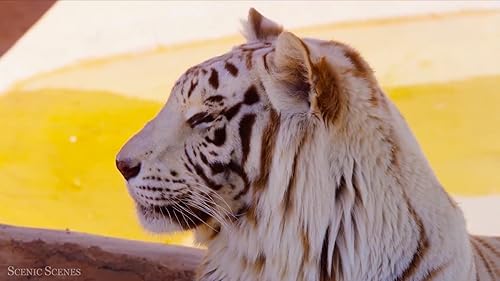 African Animals 4K Screensaver Wildlife and Animals with Relaxing Sounds 4K Screensaver for Amazon F