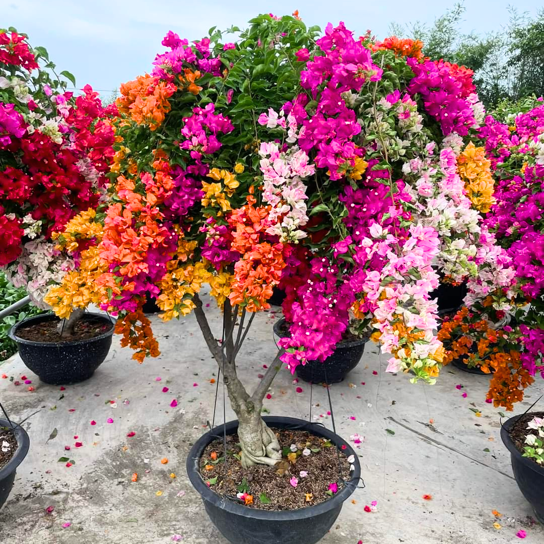 Amazon.com : 3 Bougainvillea Plants Live Mixed, Live Flower Bougainvillea Tree 5-9" Tall, Ornamental Assorted from Red, Purple, Yellow and White : Patio, Lawn & Garden