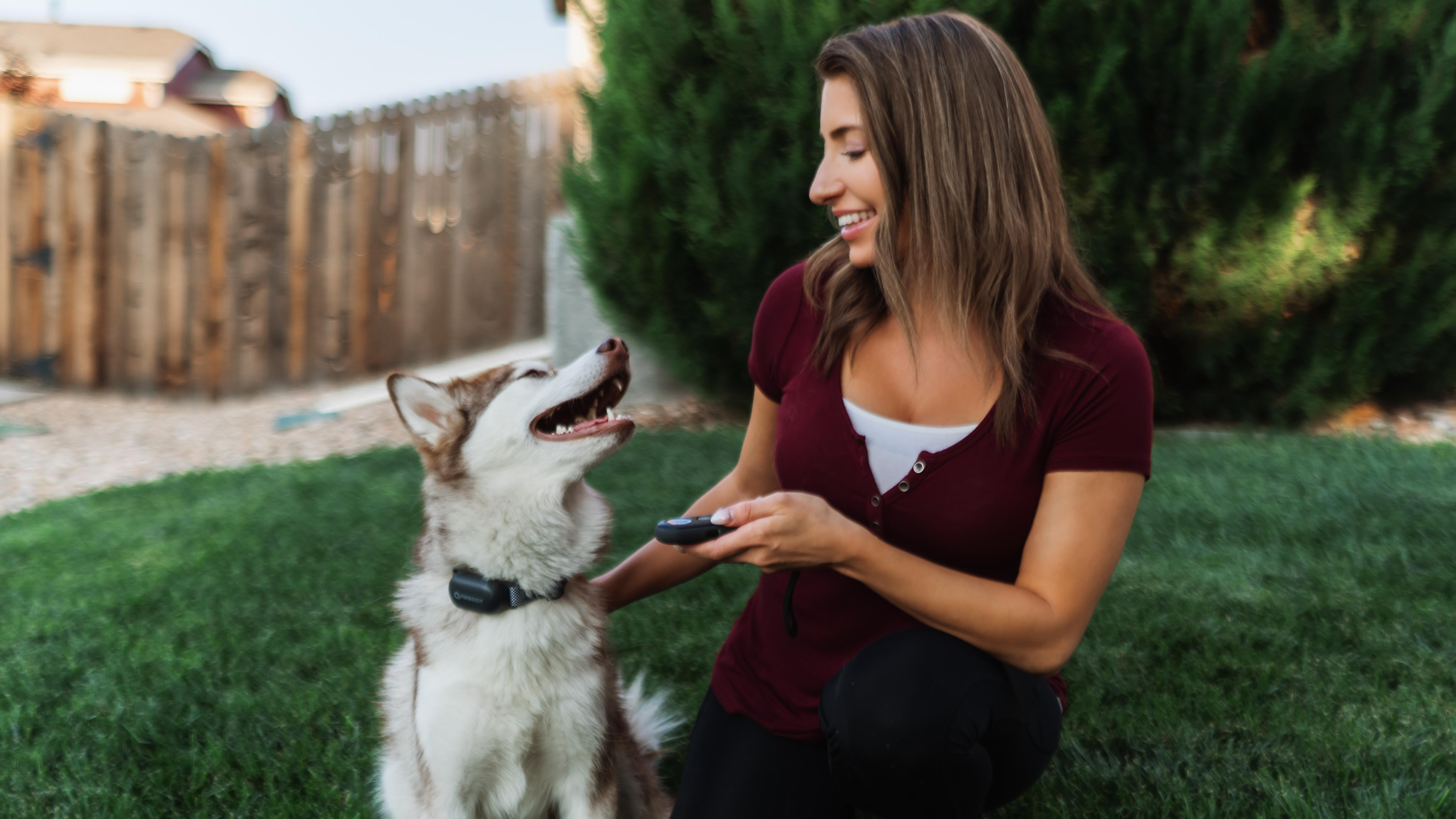 ABBIDOT Dog Training Collar with Remote-Rechargeable Shock Collar for Small Large Dogs,3000Ft Control e Collar for Dogs… - Image 8