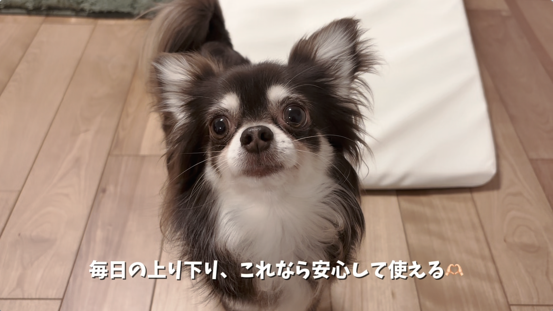 Amazon | ETLIFE 犬 スロープ 室内 滑り止め ゆるやか 傾斜18.7°【獣