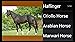 Name That Horse Breed