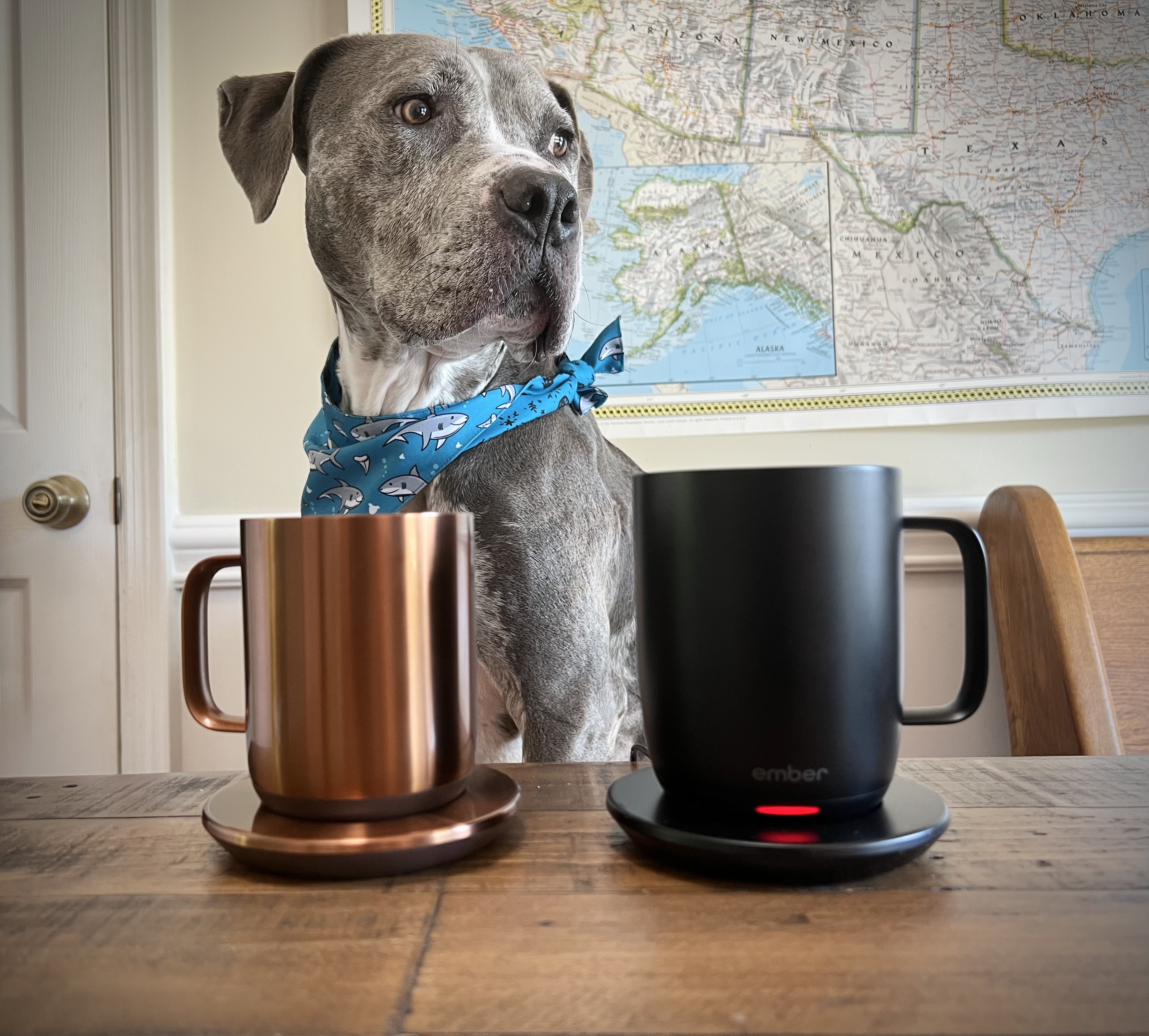 Watch Watch this video to see the size Ember mug should you buy? on Amazon Live