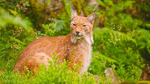 African Animals 4K Screensaver Wildlife and Animals with Relaxing Sounds 4K Screensaver for Amazon F