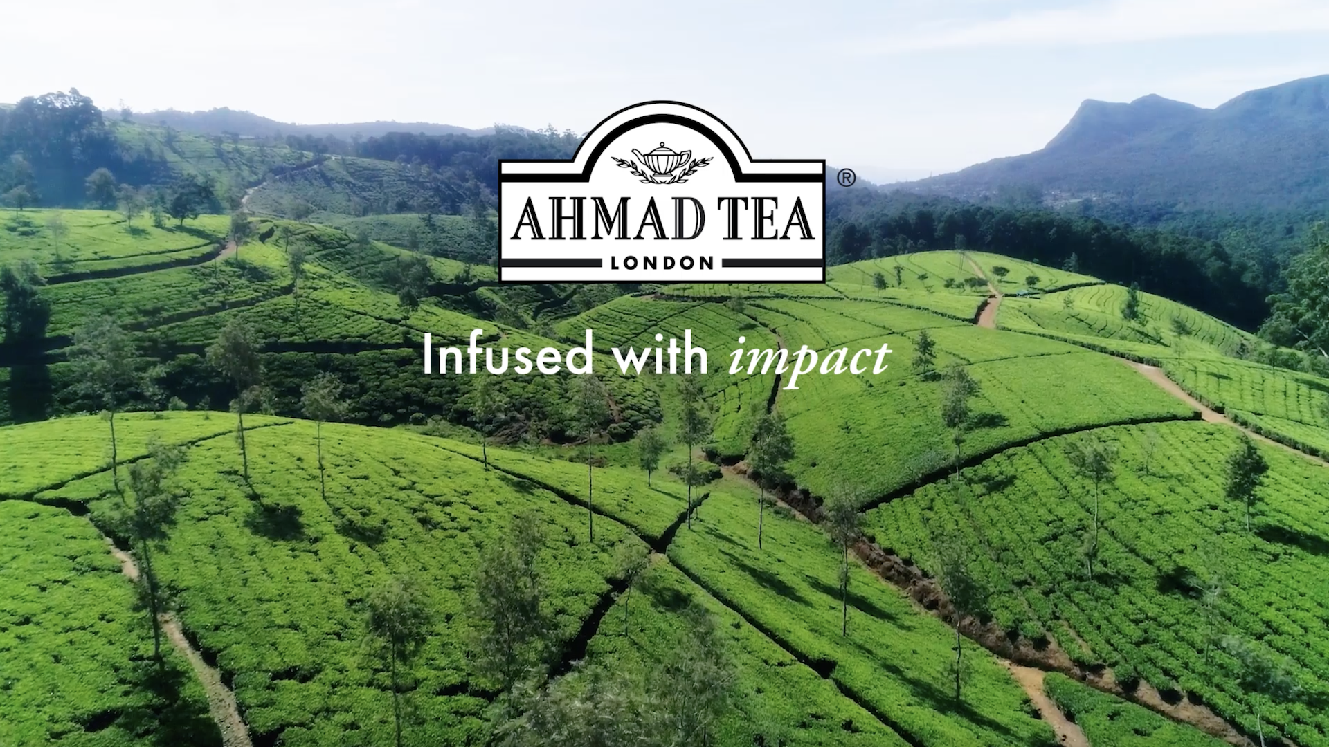Amazon.com : Ahmad Tea Special Blend Loose Tea Caddy, 17.6 Ounce