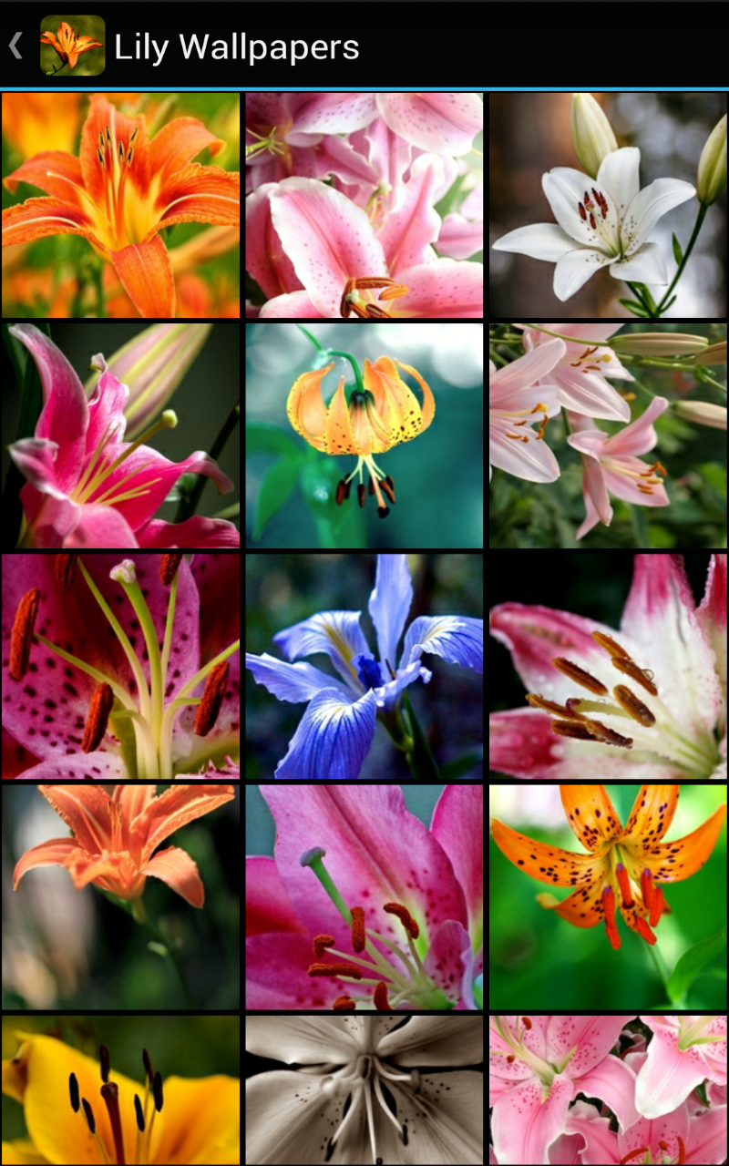 Lily Wallpapers - App on Amazon Appstore