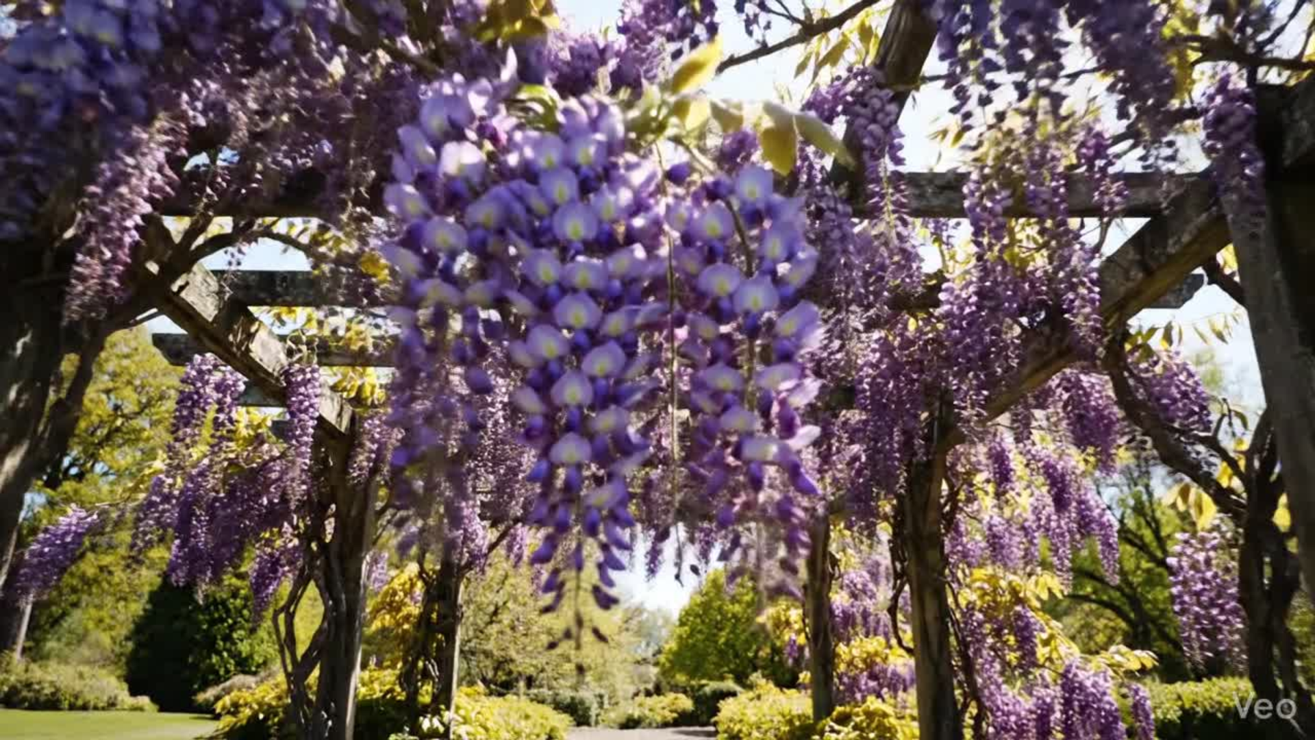 Amazon.com : Purple Wisteria Tree Seedling  1-Year-Old Well-Rooted  Blooming Vine Plant  Fast-Growing Climbing Tree for Trellises, Pergolas,  or Garden Landscaping : Patio, Lawn & Garden