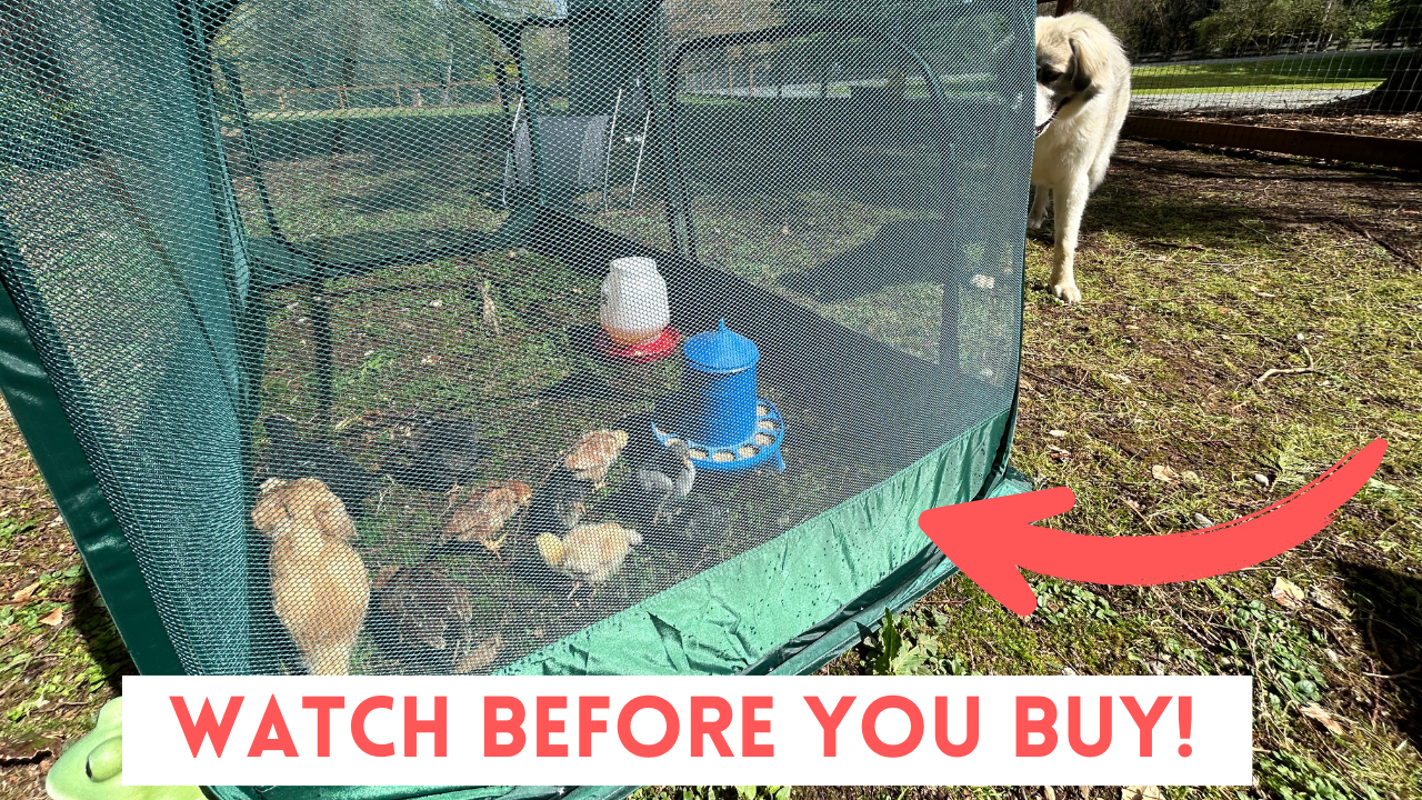 Watch Honest review of ANC Pop Portable Chicken/Small Animal Run! on ...