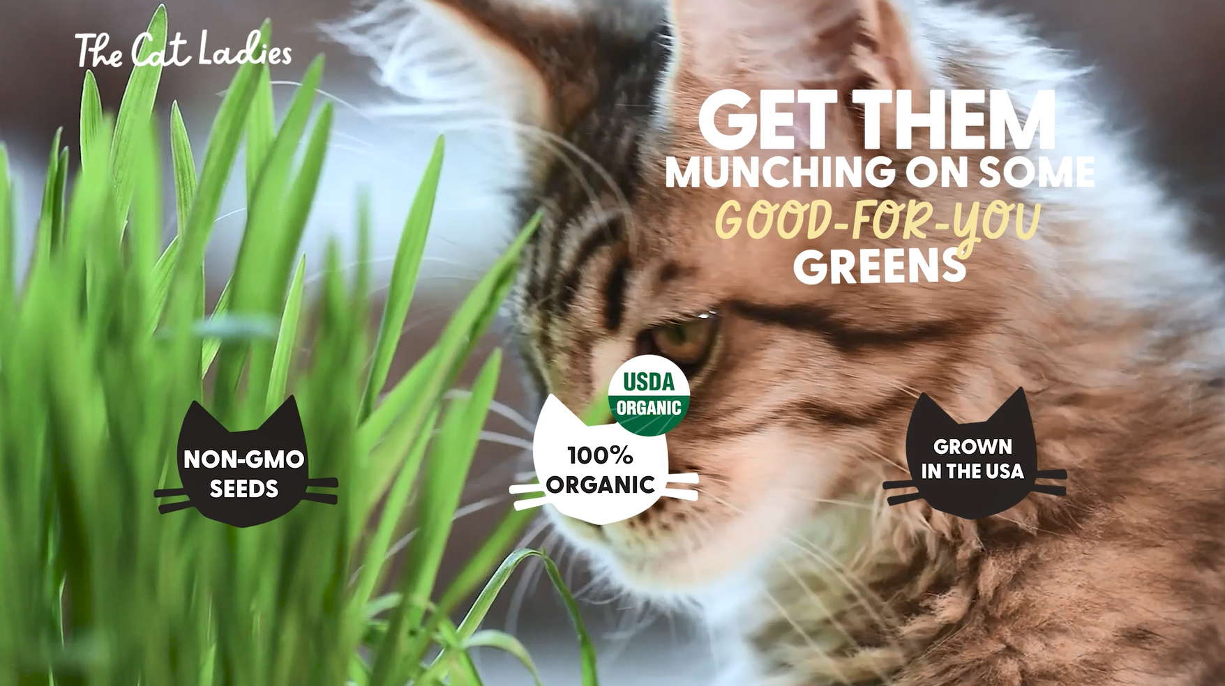 Amazon.com : The Cat Ladies Organic Cat Grass for Indoor Cats