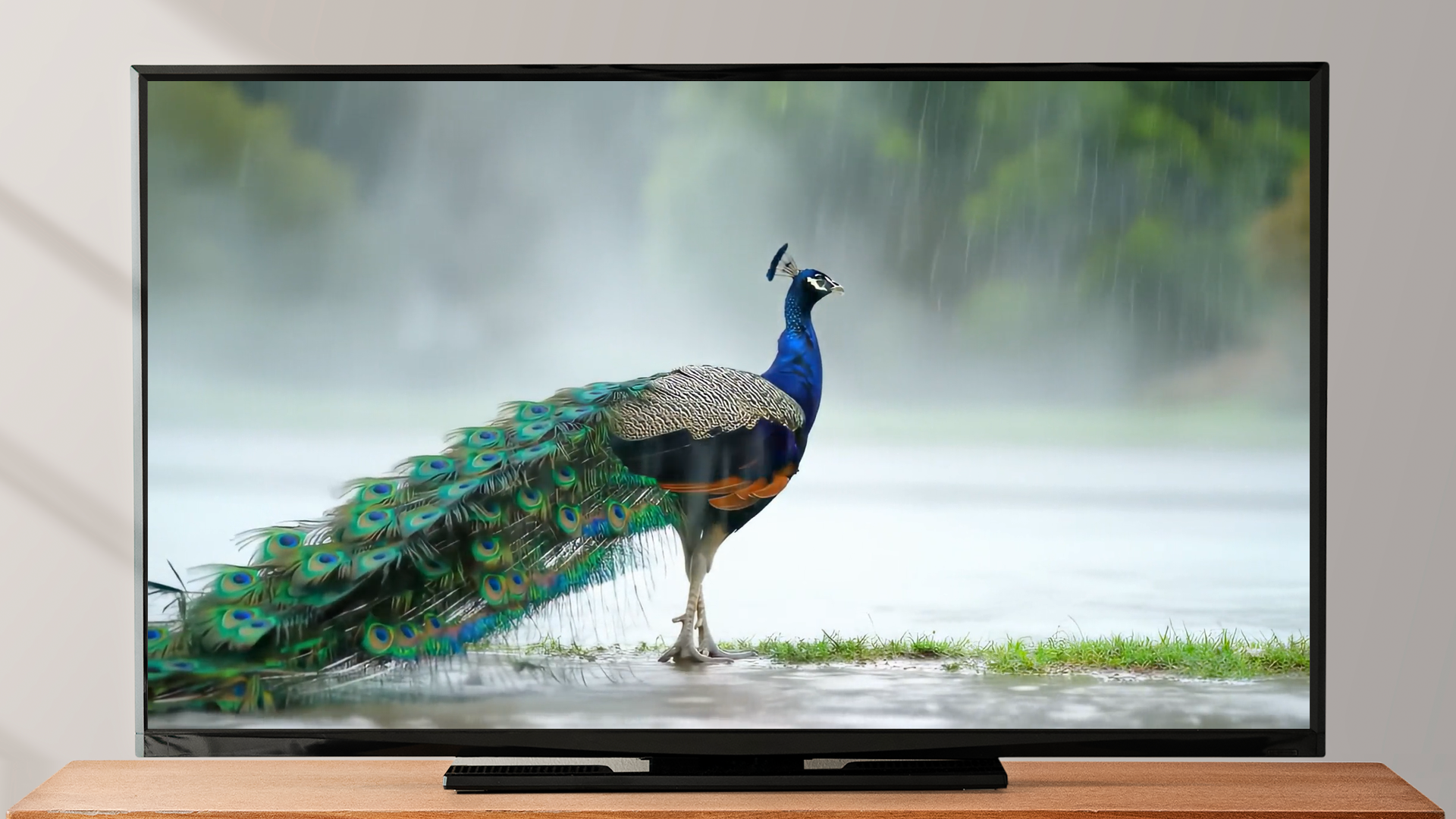 Peacock Bird Screensaver - Bird Songs & Nature Sounds - Aplicativo na ...