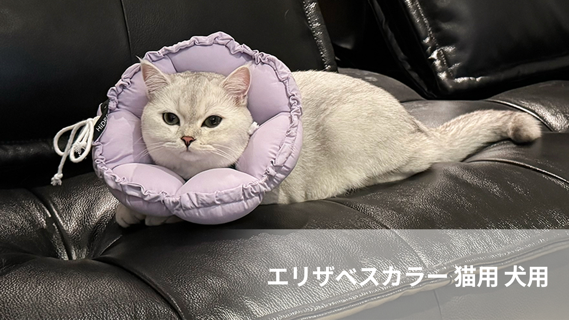 Amazon | エリザベスカラー 猫用 犬用 ソフト 防水 軽量 手術後傷口