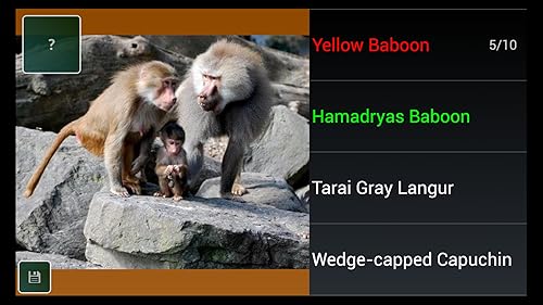 Macaco espécie Trivia Quiz