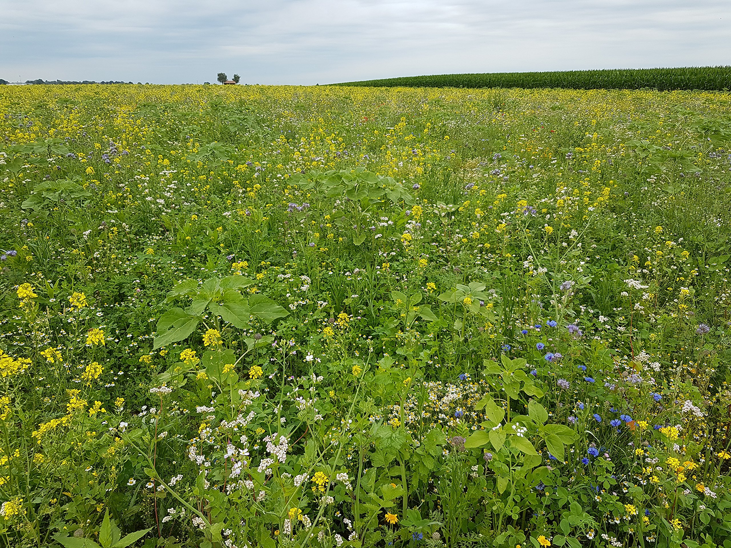 4kg Bienenweide Nektar&Pollen Blumenmischung Blumenwiese für ca. 4000m² | Nektar & Pollen, Blumenwiese, Für bis zu 4000m²