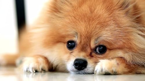 Puppy Sleep Music – Soothing Dog Lullabies for Calm & Relaxation Screensaver