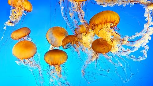 Jelly Fish