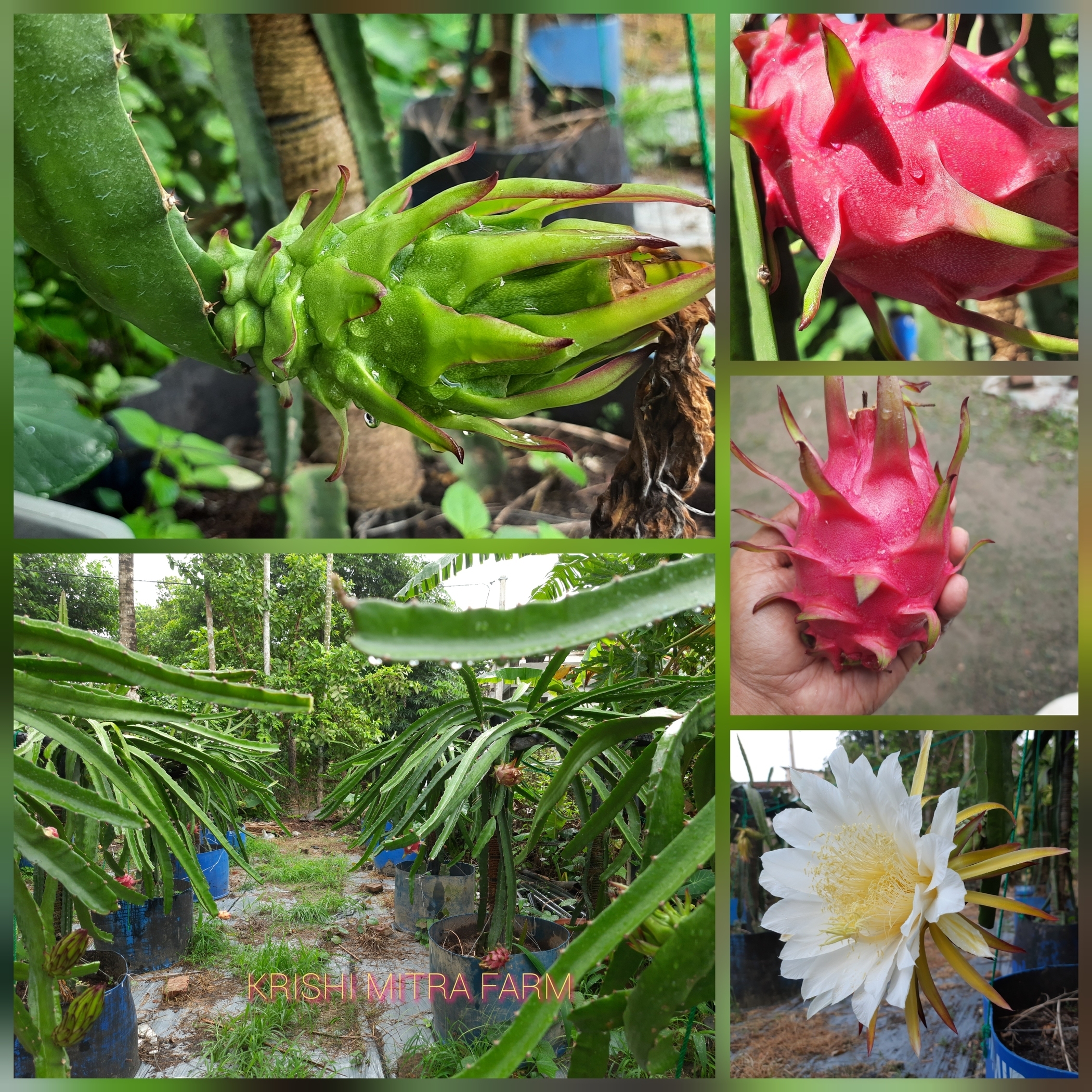 KRISHI MITRA Dragon Fruit Live Plant 7
