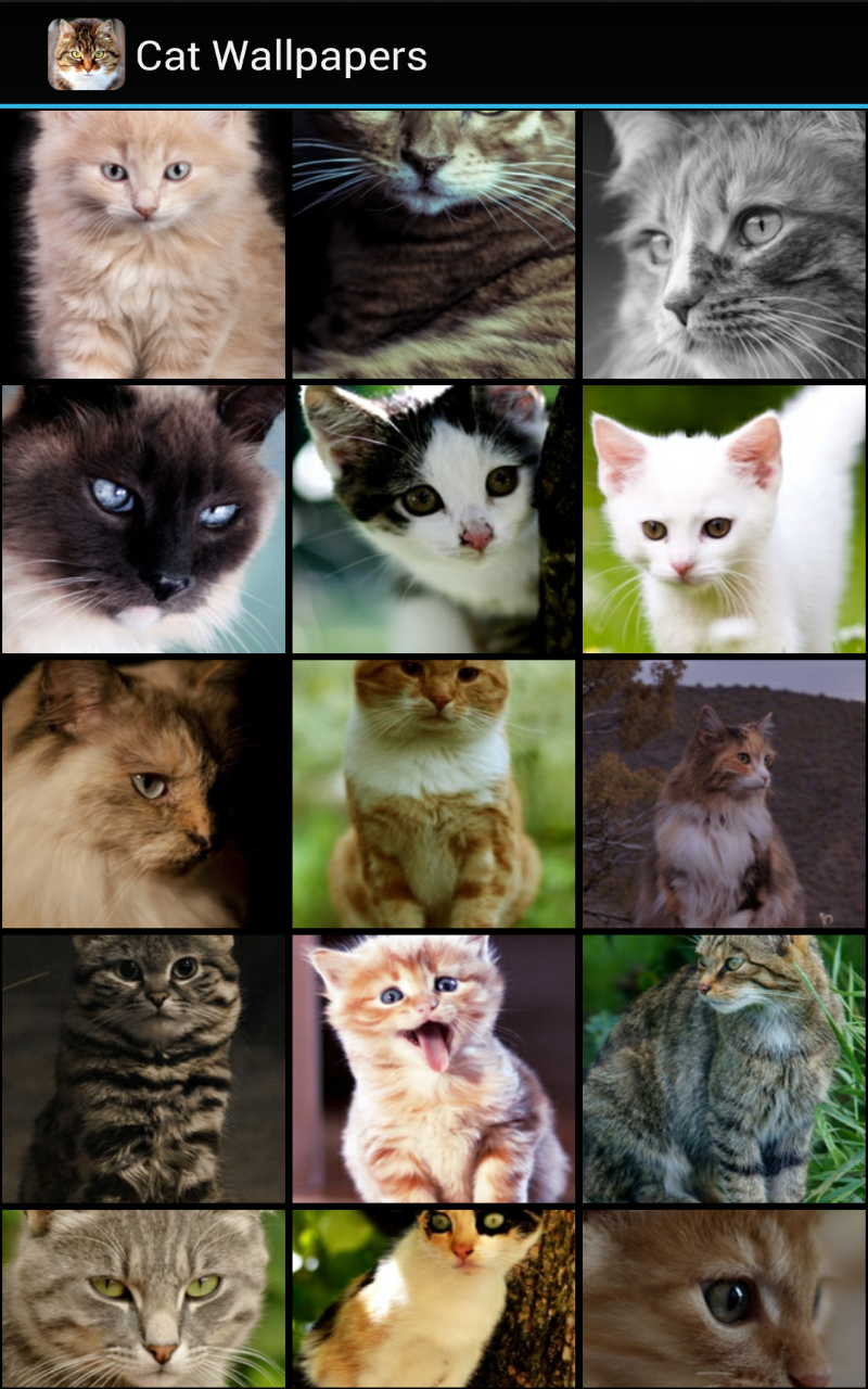 Cat Wallpapers - App on Amazon Appstore