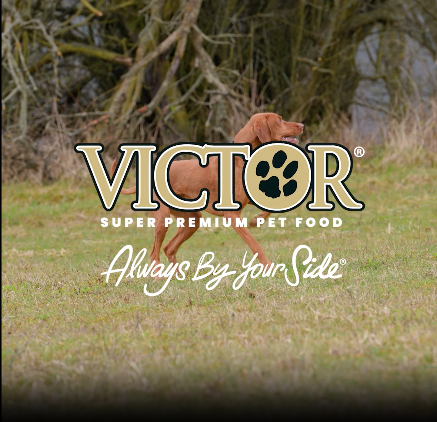 Amazon.com: VICTOR Realtree Edge Energy Dry Dog Food - Highly