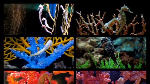 Stunning Aquarium Seahorses Relax Music, Beautiful Aquarium Coral Reef Fish, Relaxing Ocean Seahorse