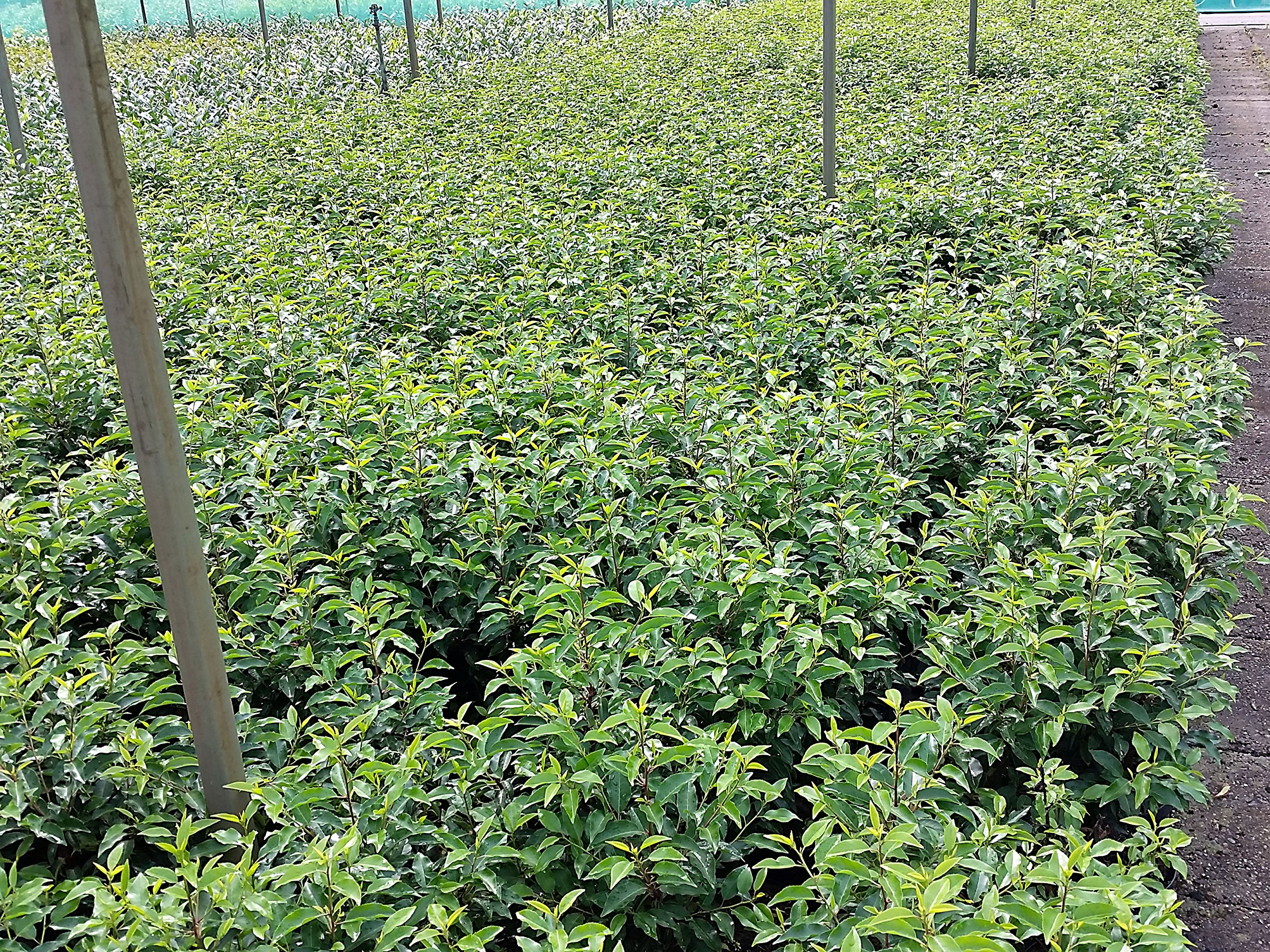 Portugiesischer Kirschlorbeer Containerpflanzen 40-60 cm : Amazon.de: Garten
