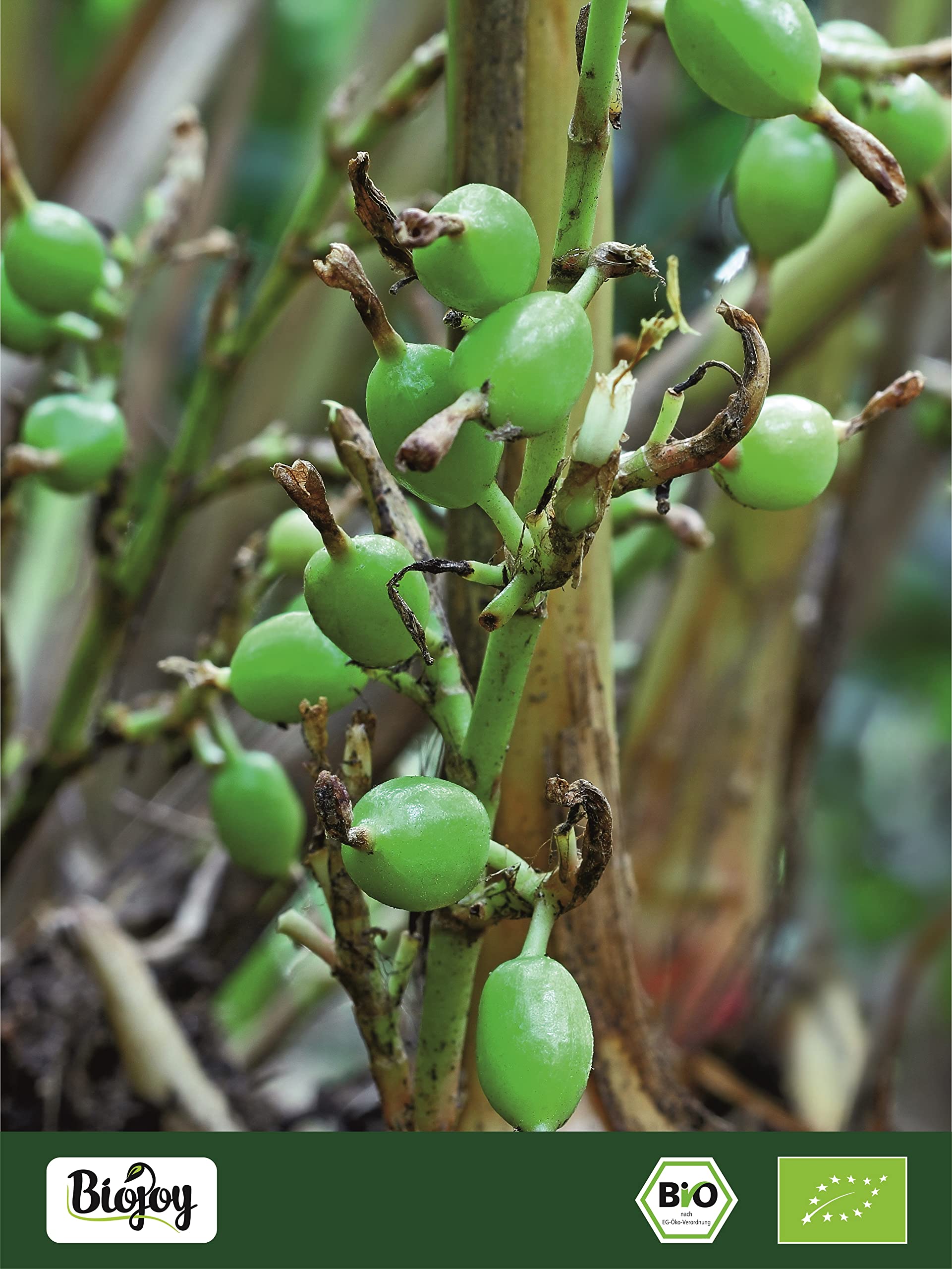 Biojoy Baccelli di Cardamomo BIO (100 g), Cardamomo intero e verde (Elettaria cardamomum)