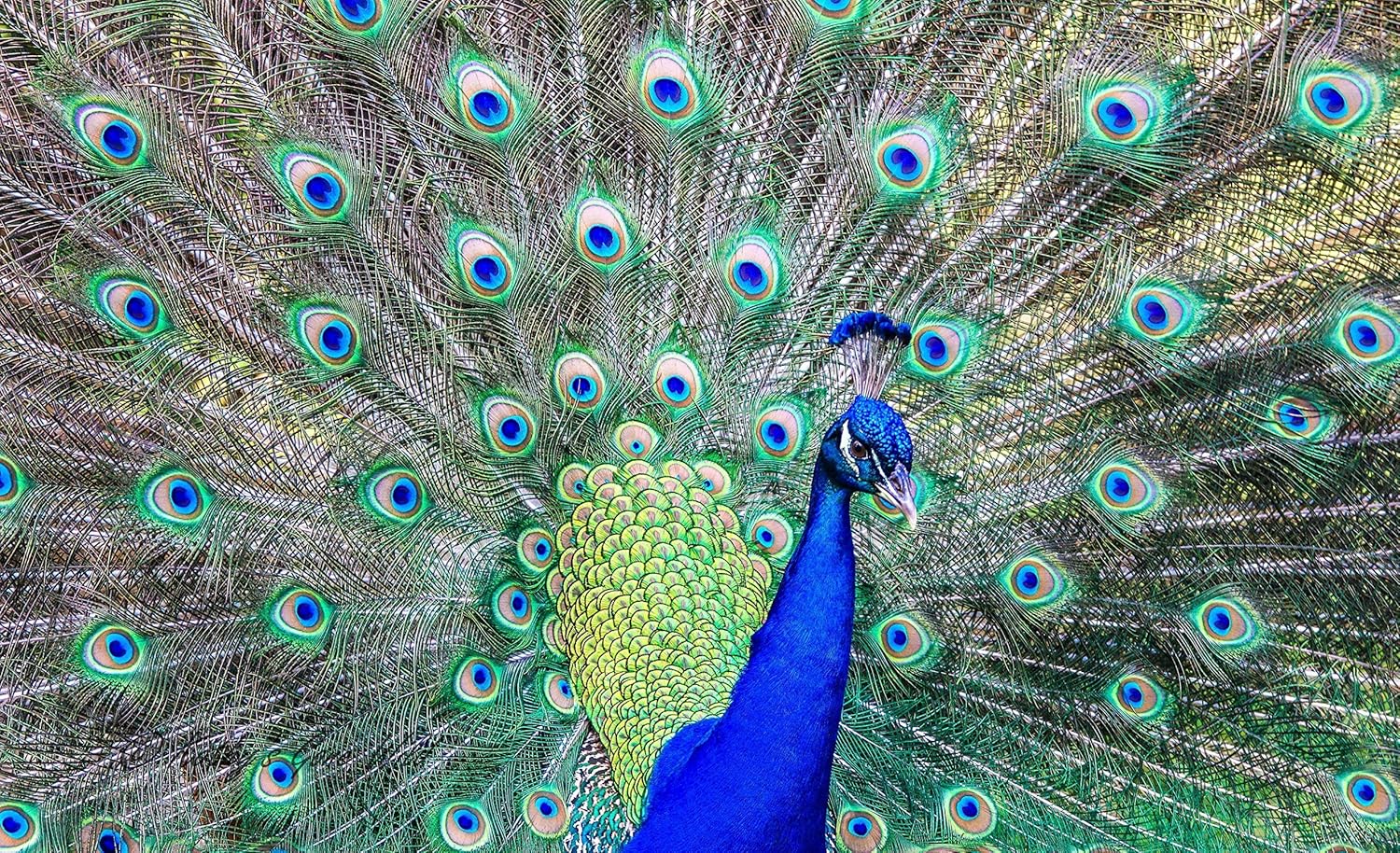 Peacocks, Peacocks and more peacocks! Handmade Products