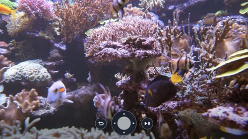 Amazing Fish Aquariums In 4K