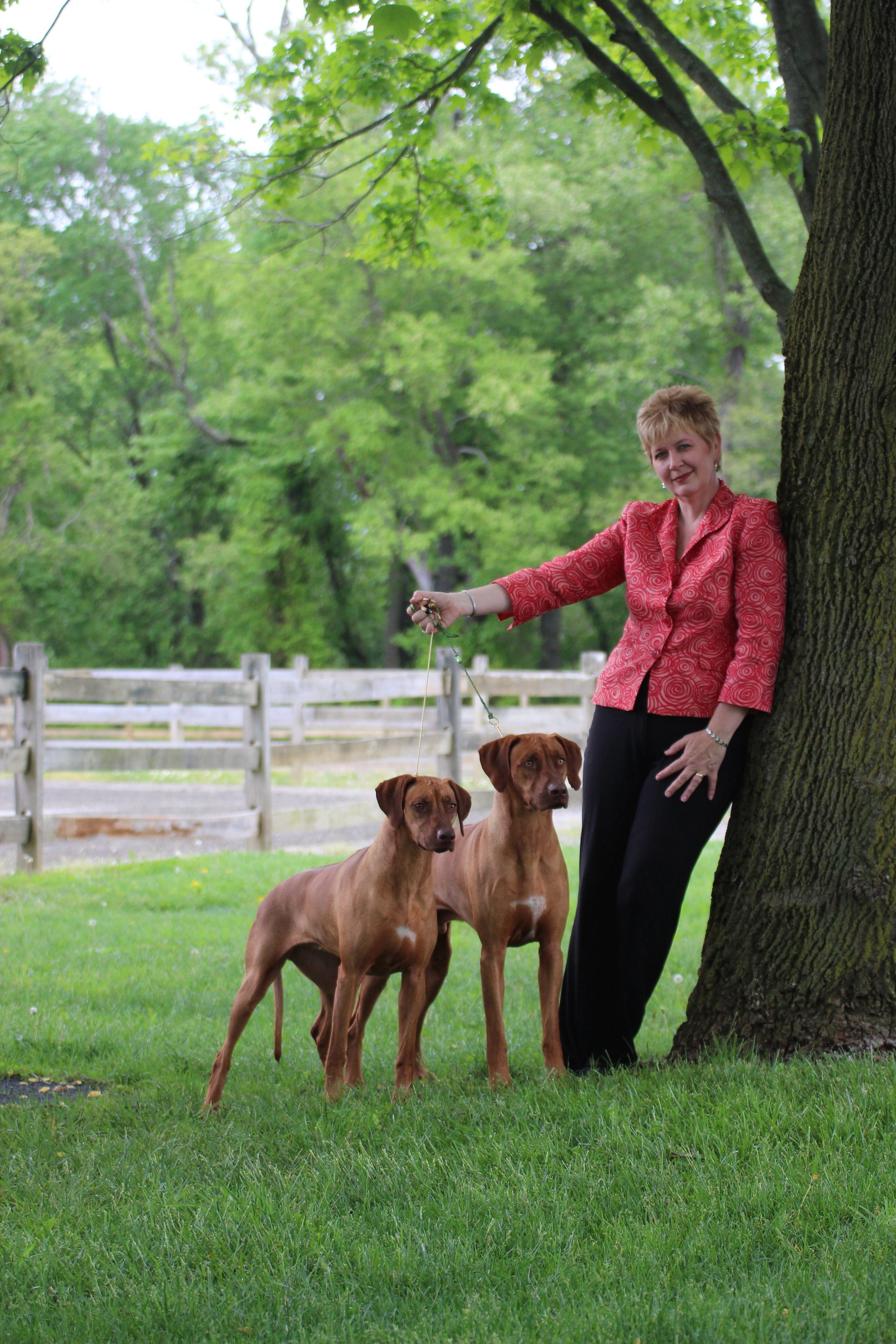 Your Rhodesian Ridgeback Puppy: The ultimate guide to finding, rearing ...