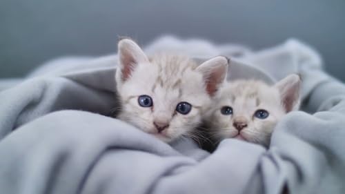 Cute Kittens & Cats - Adorable Feline Moments Screensaver