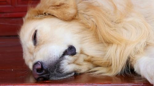 Puppy Sleep Music – Soothing Dog Lullabies for Calm & Relaxation Screensaver