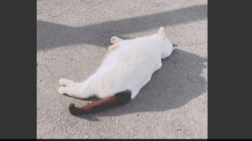 Player de Vídeo com Zoom