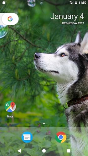 Husky Pup Wallpapers HD