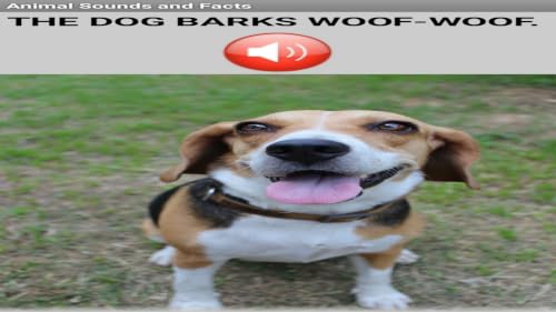 Animal Sounds – vue 7