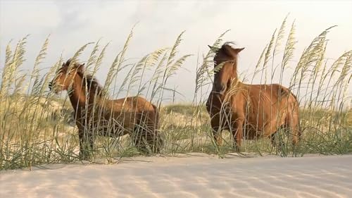 OBXVacay