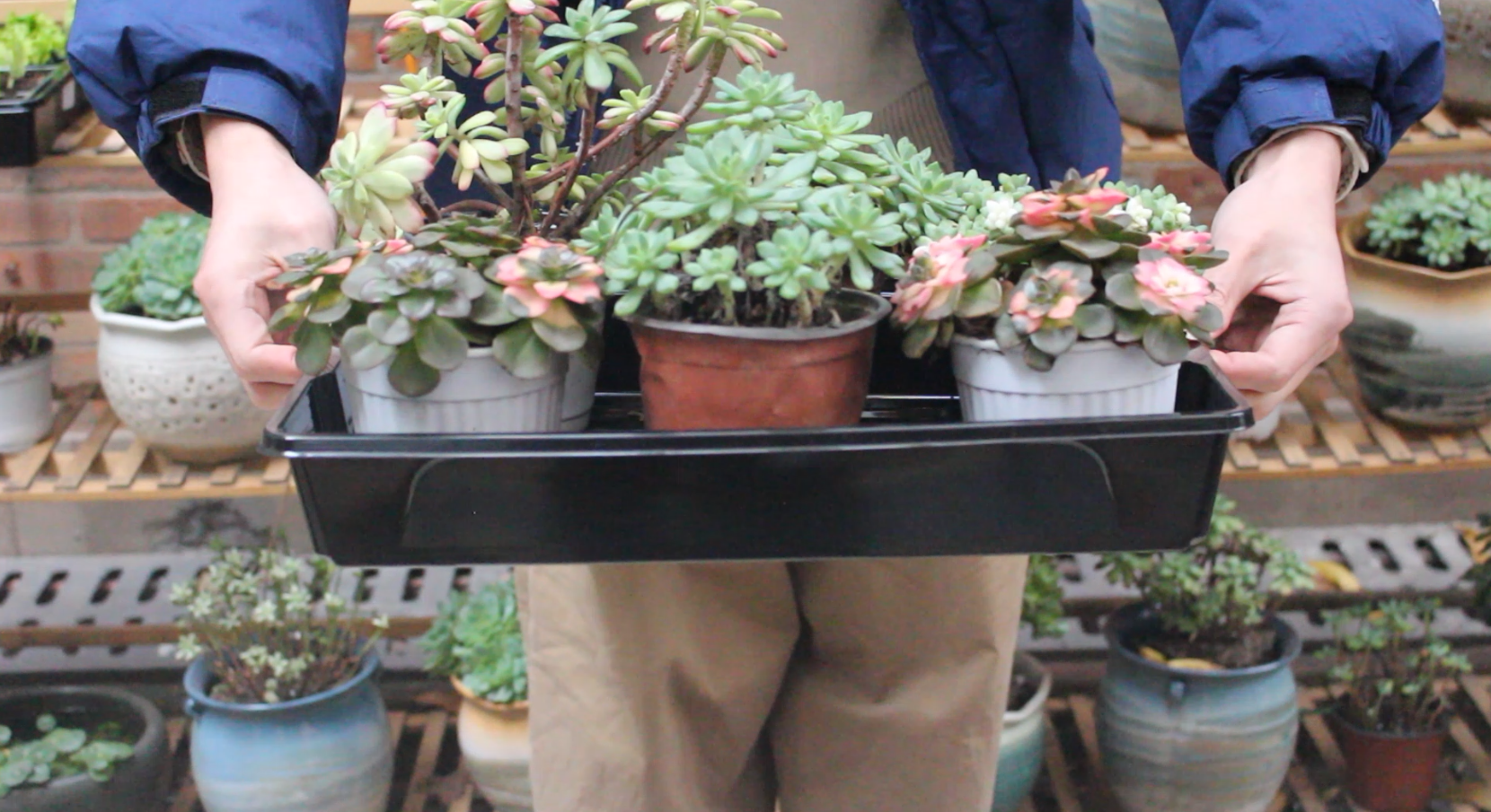 Sfee 10 Pack Seed Starter Tray Kit, 120 Cells Seedling Starter Trays With Humidity Dome And Base Greenhouse Growing Trays, Reusable Seedling Tray With