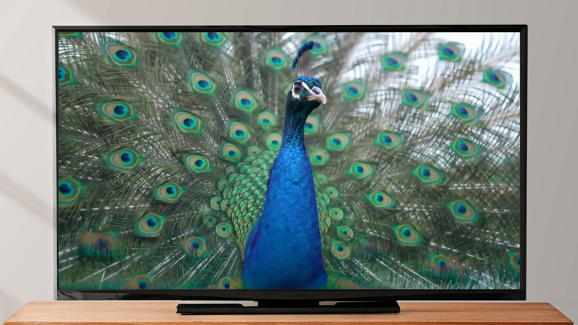 Peacock Bird Screensaver - Bird Songs & Nature Sounds - Aplicativo na ...