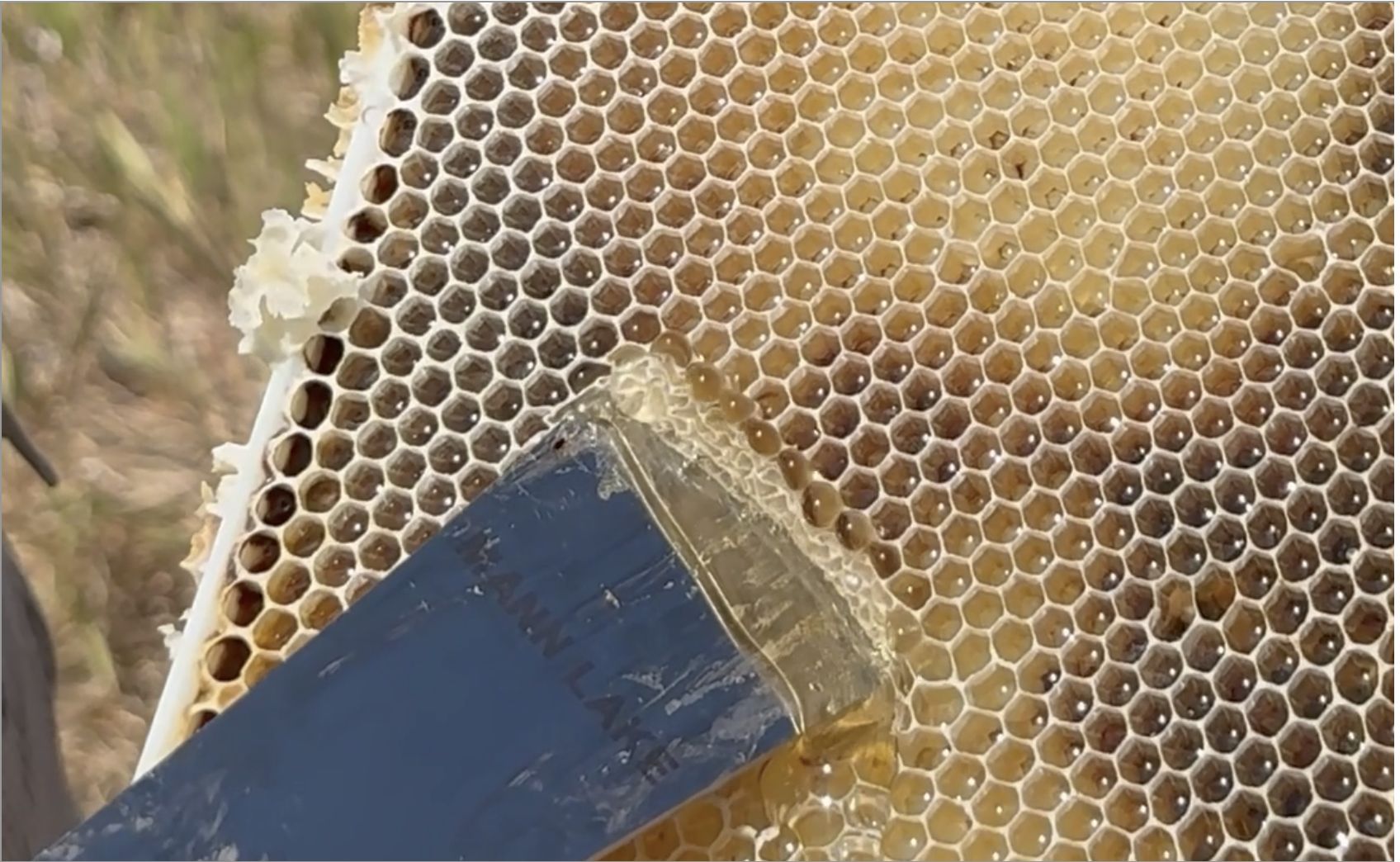 Amazon.com : Cox's Honey 100% Pure, Raw Unfiltered Clover Honey