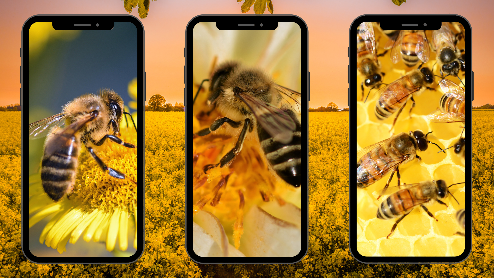 Bee Charmer Wallpapers