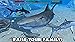 Ultimate Shark Simulator