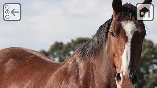Free 100 Horses