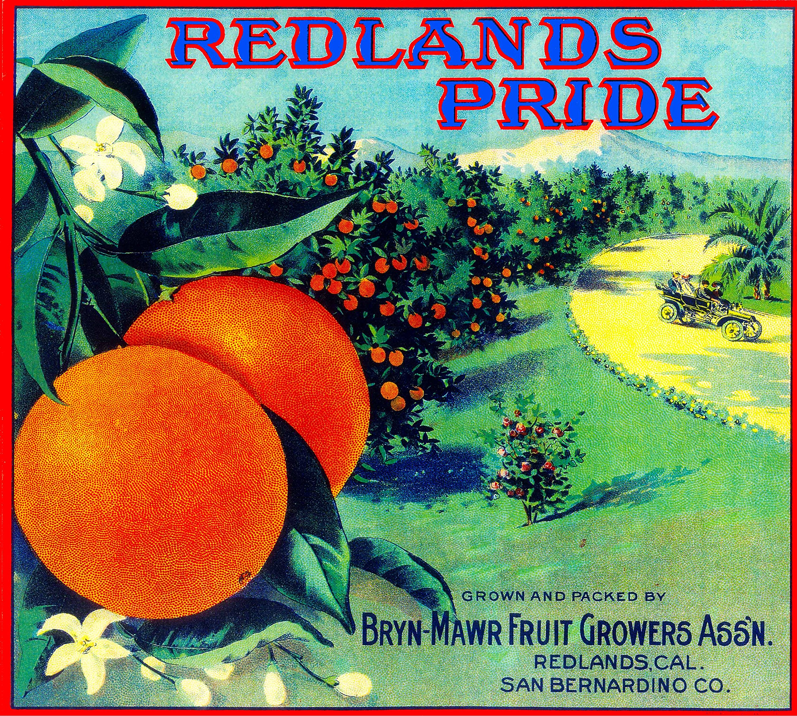 Amazon.com: A SLICE IN TIME Redlands Pride Orange Citrus Fruit