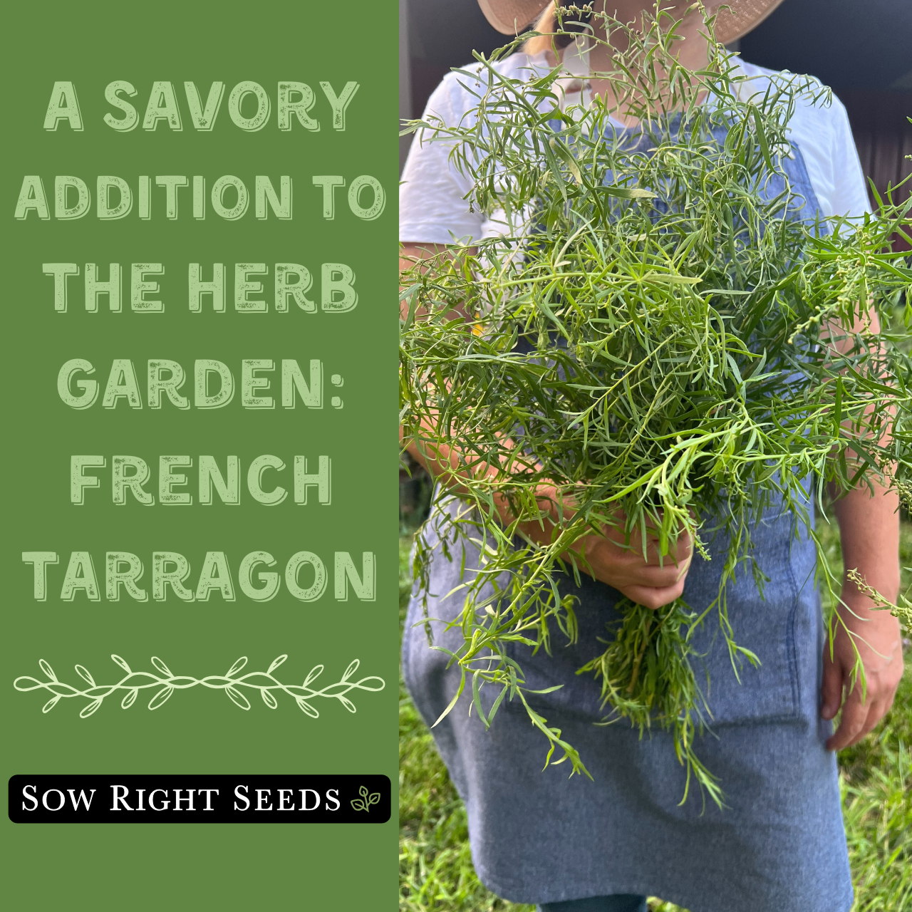 Amazon.com : Sow Right Seeds - Tarragon Seeds for Planting - Non-GMO  Heirloom French Tarragon - Grow Delicious Herbs in Your Home Garden - Easy to  Plant and Cultivate - Perfect for
