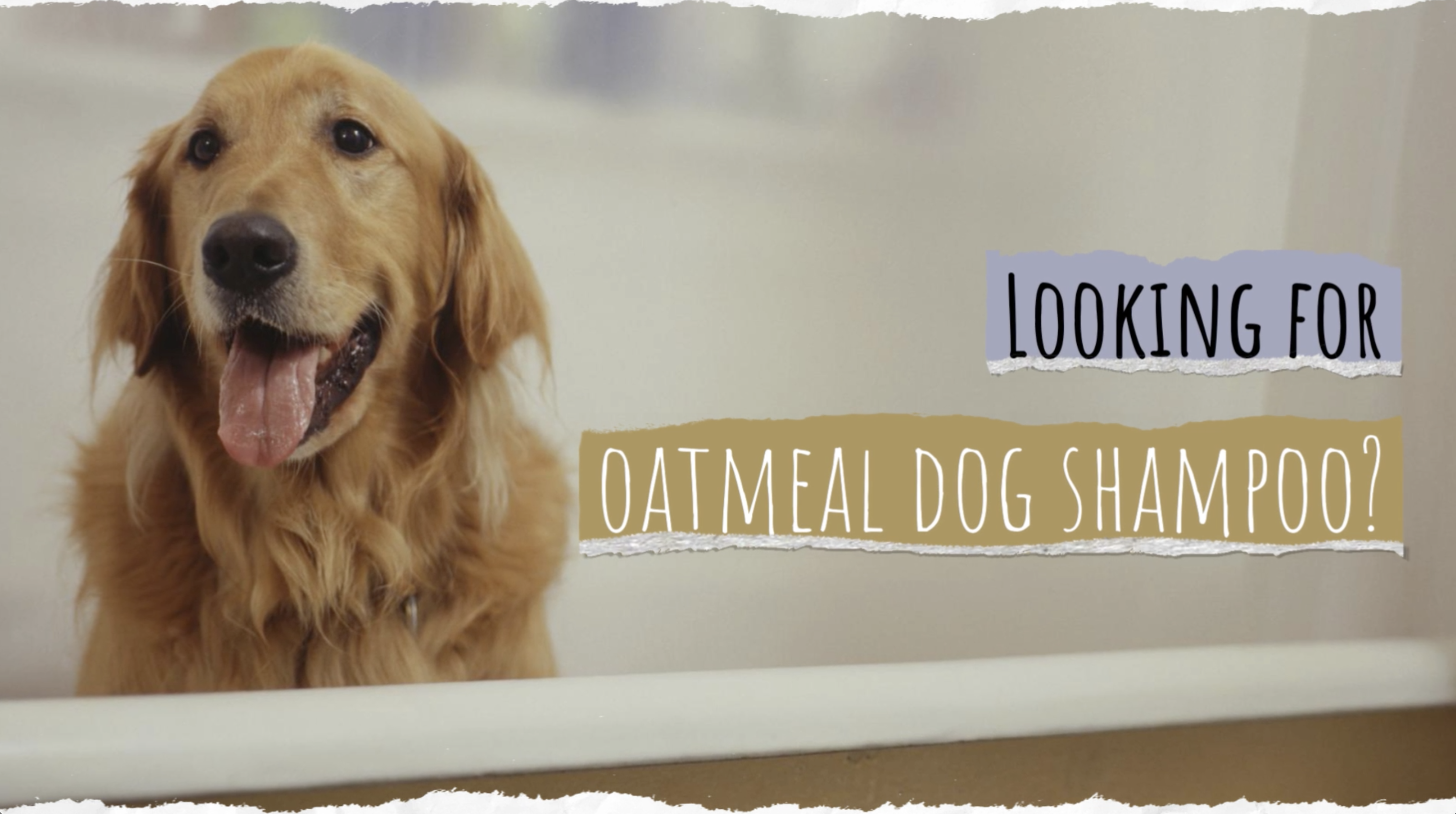 4Legger Organic Dog Shampoo USDA Certified Organic, All Natural Hypoallergenic Dog Shampoo with Oatmeal, Lavender, and… - Image 8