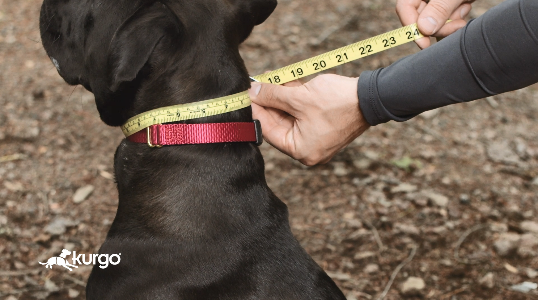 kurgo no pull harness