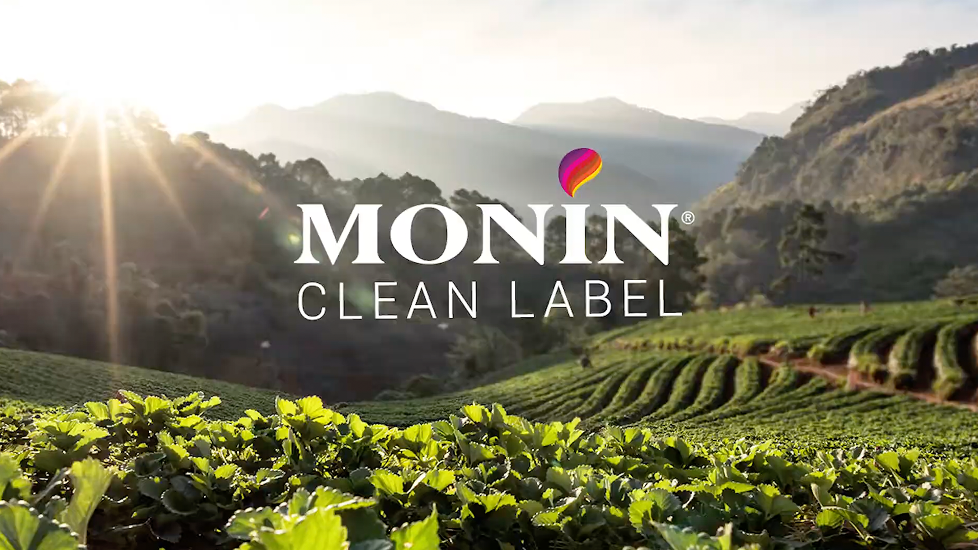 Amazon.com: Monin Basil Flavor Concentrate 375ml Bottle : Grocery